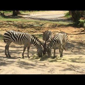 Meet your Posher, Ally